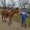 Mule wearing trail lite saddle pad