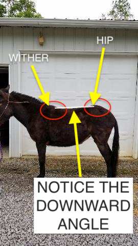Picture of a mule with a downhill hip