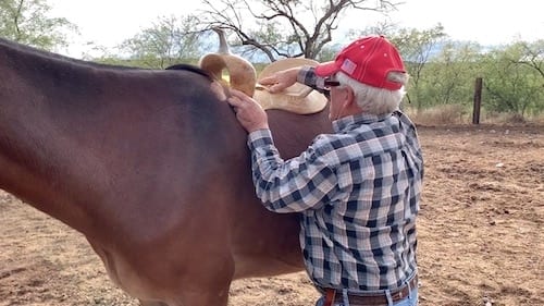 Steve demonstrating a mule saddle tree