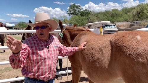 Chiropractor Work On the Mule