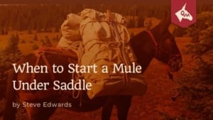 When to start a mule under saddle-Steve Edwards