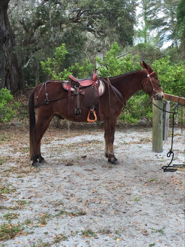 David Richardson’s mule with full tack