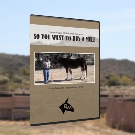 So You Want to Buy A Mule?
