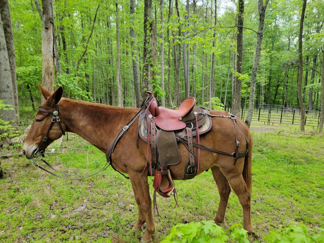 Buckaroo Saddle Review.