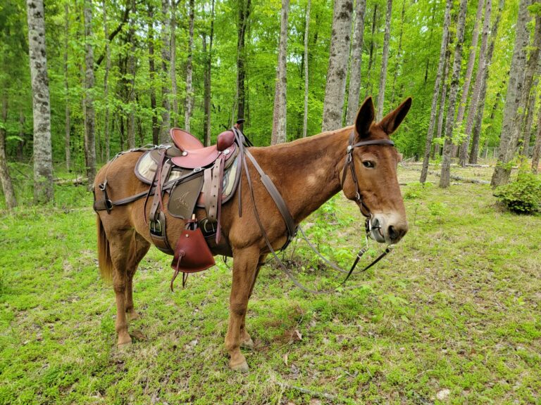 steve-edwards-saddle-reviews-1