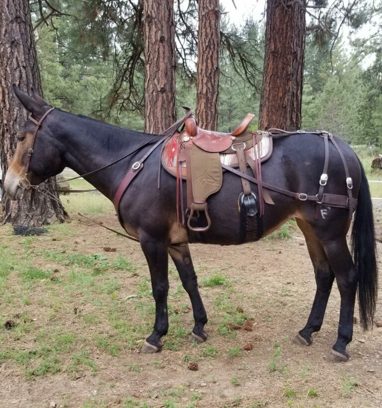 Mule Saddles Made to Fit Your Mule or Donkey Steve Edwards