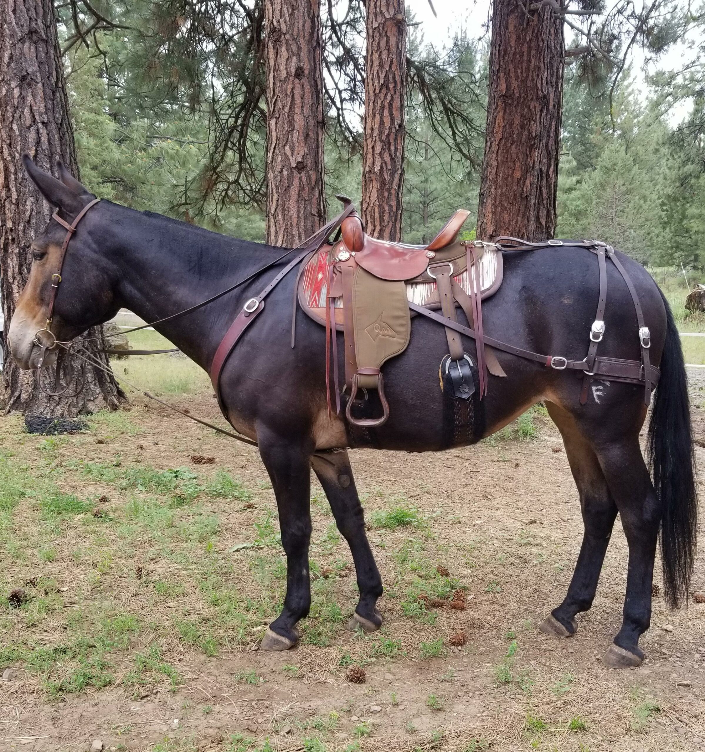 Downhill Hip Mule Saddle Pad Guaranteed to Fit Your Mule